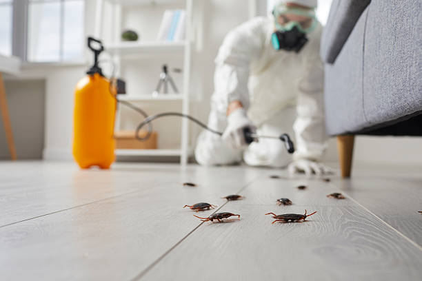 Commercial Rodent Management in Bostonia